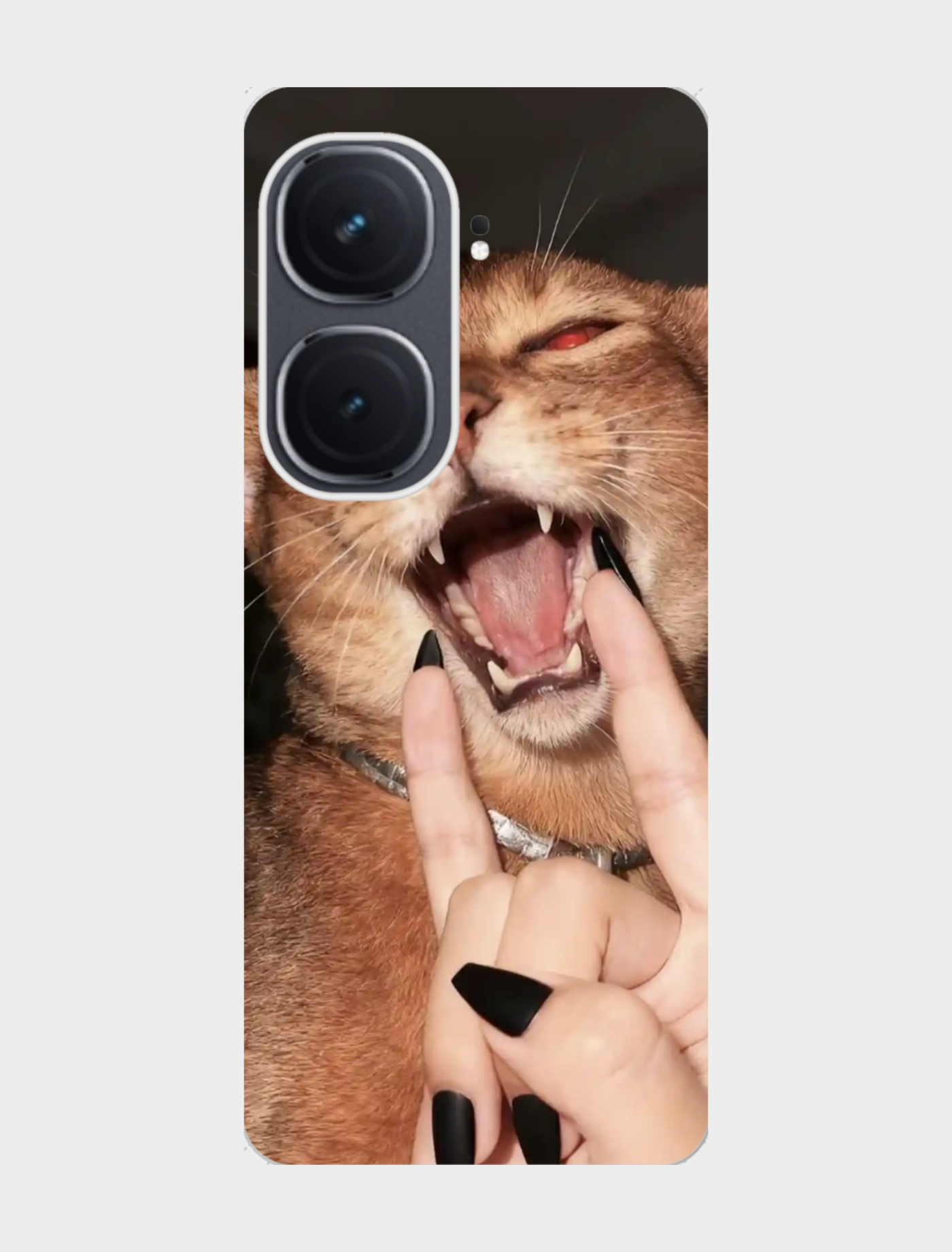 猫主子张嘴瞬间💥